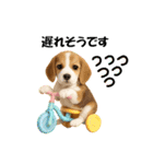 かわいいビーグルの犬スタンプ2（個別スタンプ：25）