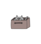 普段使い ねこ（個別スタンプ：31）