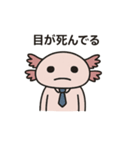 社畜ウーパールーパー（個別スタンプ：24）