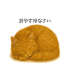 元気いっぱい茶トラ猫（個別スタンプ：1）