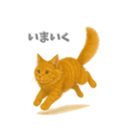 元気いっぱい茶トラ猫（個別スタンプ：7）