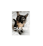 サビ猫のペニーちゃんとお友達（個別スタンプ：1）