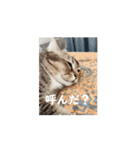 サビ猫のペニーちゃんとお友達（個別スタンプ：2）