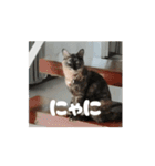 サビ猫のペニーちゃんとお友達（個別スタンプ：3）