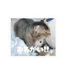 サビ猫のペニーちゃんとお友達（個別スタンプ：4）