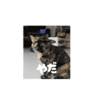 サビ猫のペニーちゃんとお友達（個別スタンプ：5）