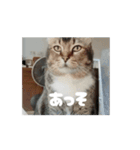 サビ猫のペニーちゃんとお友達（個別スタンプ：6）