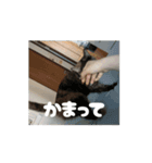 サビ猫のペニーちゃんとお友達（個別スタンプ：8）