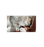 サビ猫のペニーちゃんとお友達（個別スタンプ：12）