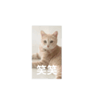 サビ猫のペニーちゃんとお友達（個別スタンプ：13）