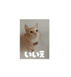 サビ猫のペニーちゃんとお友達（個別スタンプ：16）