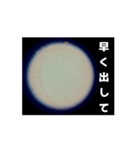 顕微鏡の神秘〜日常篇〜（個別スタンプ：5）