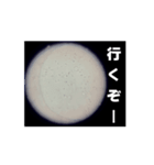 顕微鏡の神秘〜日常篇〜（個別スタンプ：10）