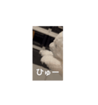 激しいぬいぐるみスタンプ（個別スタンプ：1）