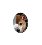 柴犬コジアサ（個別スタンプ：1）