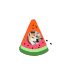 柴犬コジアサ（個別スタンプ：2）