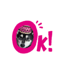 柴犬コジアサ（個別スタンプ：3）