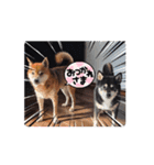 柴犬コジアサ（個別スタンプ：4）