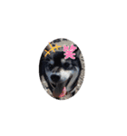 柴犬コジアサ（個別スタンプ：5）