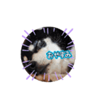柴犬コジアサ（個別スタンプ：6）