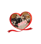 柴犬コジアサ（個別スタンプ：9）