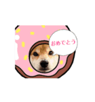 柴犬コジアサ（個別スタンプ：10）