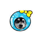 柴犬コジアサ（個別スタンプ：11）