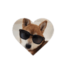 柴犬コジアサ（個別スタンプ：13）