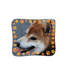 柴犬コジアサ（個別スタンプ：14）