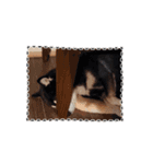 柴犬コジアサ（個別スタンプ：16）