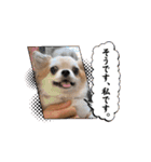 でんずくスタンプ④（個別スタンプ：12）