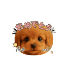 かわいい トイプードル よく使うあいさつ（個別スタンプ：2）