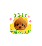 かわいい トイプードル よく使うあいさつ（個別スタンプ：3）
