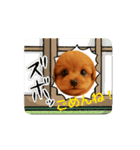 かわいい トイプードル よく使うあいさつ（個別スタンプ：5）