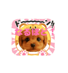 かわいい トイプードル よく使うあいさつ（個別スタンプ：6）
