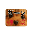 かわいい トイプードル よく使うあいさつ（個別スタンプ：7）