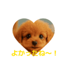 かわいい トイプードル よく使うあいさつ（個別スタンプ：9）