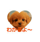 かわいい トイプードル よく使うあいさつ（個別スタンプ：10）