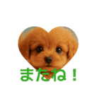 かわいい トイプードル よく使うあいさつ（個別スタンプ：11）