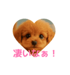 かわいい トイプードル よく使うあいさつ（個別スタンプ：12）