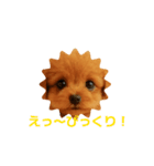 かわいい トイプードル よく使うあいさつ（個別スタンプ：13）