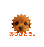 かわいい トイプードル よく使うあいさつ（個別スタンプ：14）
