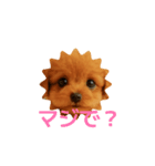 かわいい トイプードル よく使うあいさつ（個別スタンプ：15）