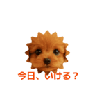かわいい トイプードル よく使うあいさつ（個別スタンプ：16）