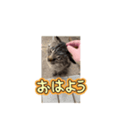 猫の動くLINEスタンプ（個別スタンプ：1）
