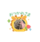 猫の動くLINEスタンプ（個別スタンプ：2）