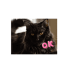 猫の動くLINEスタンプ（個別スタンプ：4）