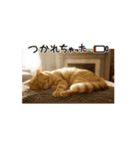 猫の動くLINEスタンプ（個別スタンプ：5）