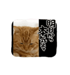 猫の動くLINEスタンプ（個別スタンプ：7）