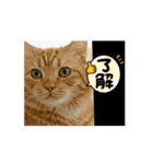 猫の動くLINEスタンプ（個別スタンプ：8）